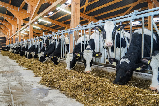 Alpha-Tier-Team GmbH unter Holdorf, 