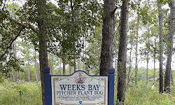 Weeks Bay Pitcher Plant Bog and Kurt G. Wintermeyer Nature Trail