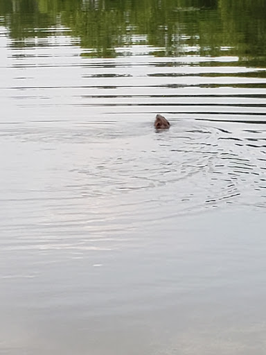 Golf Course «The Falls Golf Course», reviews and photos, 57 Jennie Green Road, Falls of Rough, KY 40119, USA