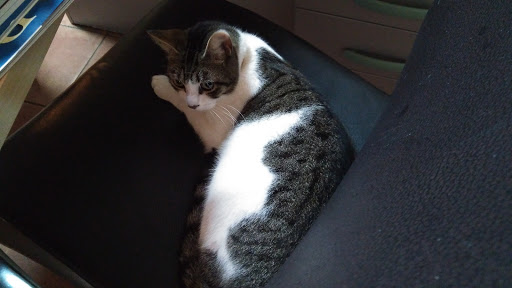 Clínica Veterinaria El Salvador (La Matanza de Acentejo) en La Matanza de Acentejo,Santa Cruz de Tenerife