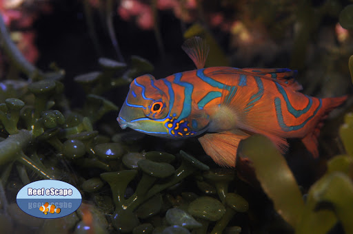 Tropical Fish Store «Reef eScape», reviews and photos, 11141 Lee Hwy, Fairfax, VA 22030, USA