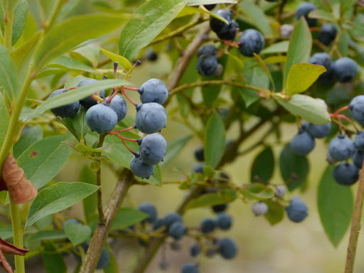 Grocery Store «Our Table Cooperative», reviews and photos, 13390 SW Morgan Rd, Sherwood, OR 97140, USA