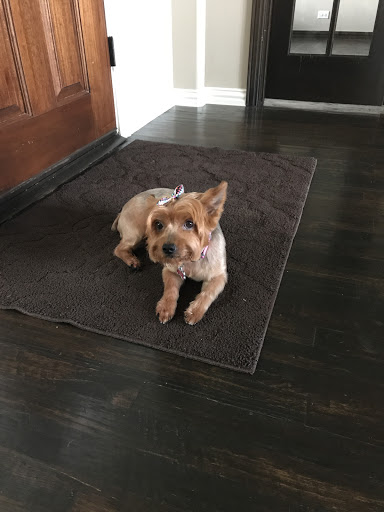 Pet Groomer «Woof Gang Bakery Rockwall», reviews and photos, 832 Steger Towne Rd, Rockwall, TX 75032, USA