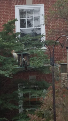 Nature Preserve «Woodend Sanctuary», reviews and photos, 8940 Jones Mill Rd, Chevy Chase, MD 20815, USA