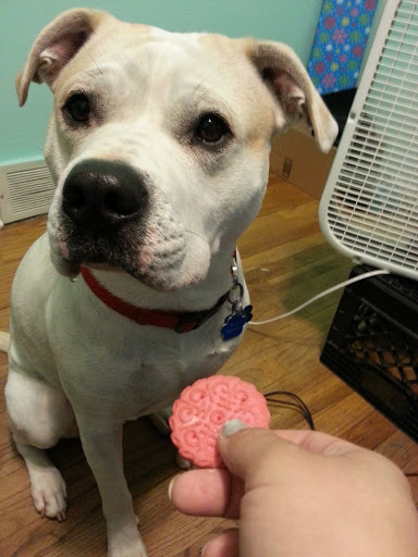 Pet Supply Store «Petco Animal Supplies», reviews and photos, 4820 South Baldwin Road #3B, Orion Township, MI 48359, USA