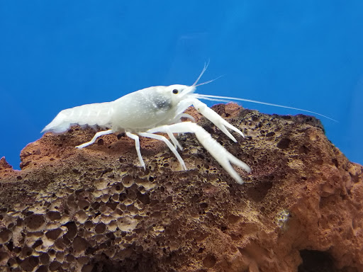 Pet Supply Store «Petco Animal Supplies», reviews and photos, 1945 W Palmetto St #250, Florence, SC 29501, USA