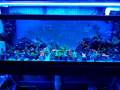 Pet Store «Pet Connection», reviews and photos, 29551 Five Mile Road, Livonia, MI 48154, USA