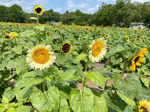 Fruit and Vegetable Store «Henley Farm», reviews and photos, 3513 Charity Neck Rd, Virginia Beach, VA 23456, USA