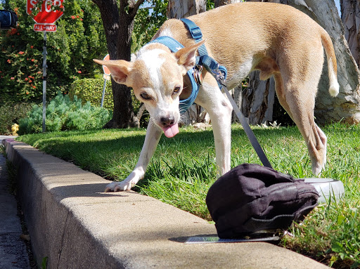 Pet Supply Store «Petco Animal Supplies», reviews and photos, 2910 Wilshire Blvd, Santa Monica, CA 90403, USA