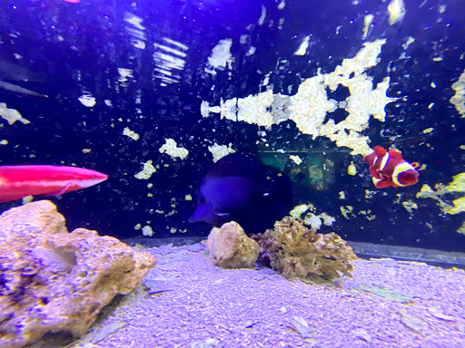 Tropical Fish Store «Lovely Pets Aquarium Store», reviews and photos, 69 Parkingway, Quincy, MA 02169, USA