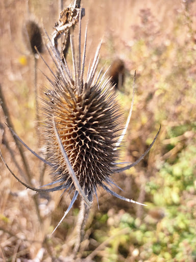 Park «Cyntheanne Park», reviews and photos, 12383 Cyntheanne Rd, Fishers, IN 46037, USA