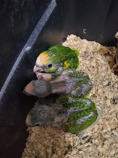 Bird Shop «Gallegos Pet Shop», reviews and photos, 3131 W 80th St, Hialeah, FL 33018, USA