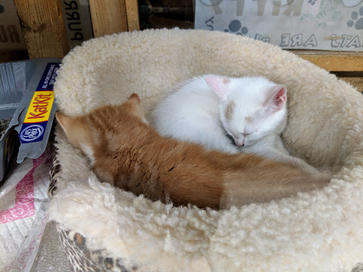 Pet Supply Store «Rittenhouse Square Pet Supply», reviews and photos, 135 S 20th St, Philadelphia, PA 19103, USA