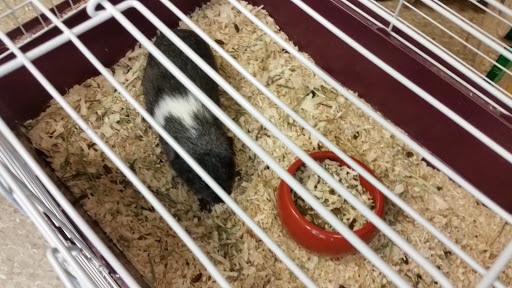 Pet Store «All Pets Club», reviews and photos, 405 Queen St, Southington, CT 06489, USA