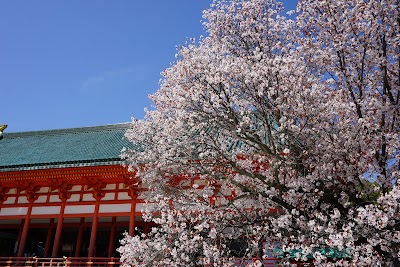 左近の桜