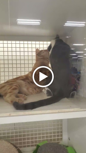 Pet Supply Store «Petco Animal Supplies», reviews and photos, 26501 Bouquet Canyon Rd, Saugus, CA 91350, USA