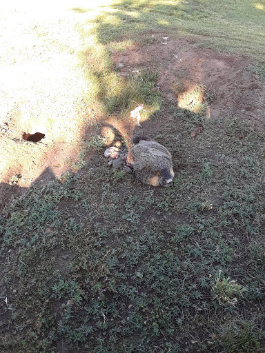 Golf Course «Washoe County Golf Course», reviews and photos, 2601 Foley Way, Reno, NV 89505, USA