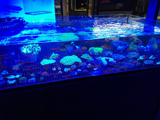 Aquarium «Fish Collection Inc», reviews and photos, 1609 NE 163rd St, North Miami Beach, FL 33162, USA