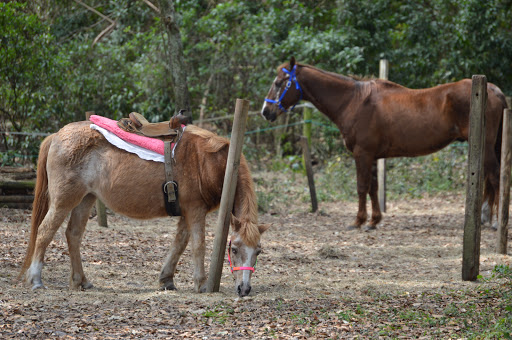 Park «Tree Tops Park», reviews and photos, 3900 SW 100th Ave, Davie, FL 33328, USA
