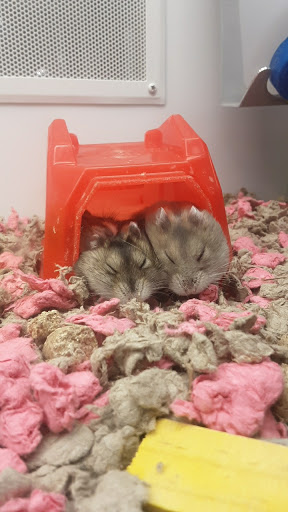 Pet Supply Store «Petco Animal Supplies», reviews and photos, 1150 Concord Ave #160, Concord, CA 94520, USA