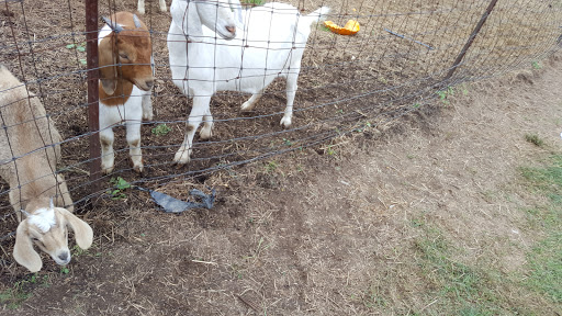 Tourist Attraction «Middleton Farm», reviews and photos, 13250 Cedar Hill Pl, Waldorf, MD 20601, USA