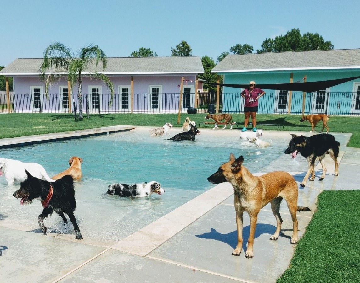 Playful Pawz - A Canine Pet Resort
