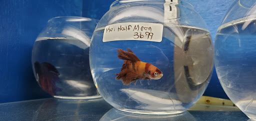 Tropical Fish Store «Azalea Aquariums», reviews and photos, 5112 Richmond Henrico Turnpike A, Richmond, VA 23227, USA