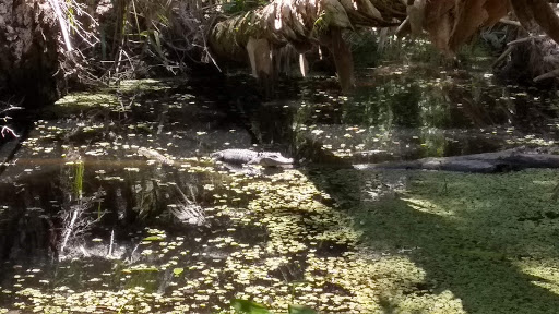Nature Preserve «Scottsmoor Flatwoods Sanctuary East», reviews and photos, 6000 Magoon Ave, Mims, FL 32754, USA