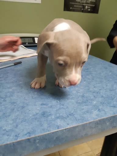 Lesperance Animal Hospital image