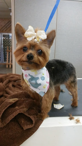 Pet Groomer «R.U.F.F. Cuts Dog Grooming», reviews and photos, 225 Elm St W, Norwood Young America, MN 55368, USA