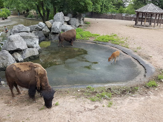 Rosamond Gifford Zoo