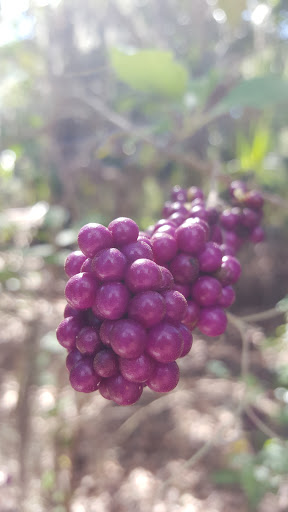 Park «Hammock Park», reviews and photos, 1945 San Mateo Dr, Dunedin, FL 34698, USA