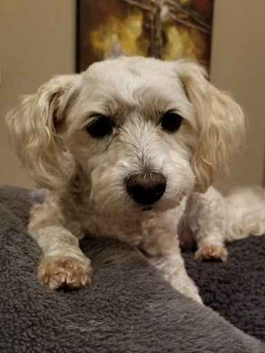 Pet Supply Store «Petco Animal Supplies», reviews and photos, 20825 I-30, Benton, AR 72015, USA