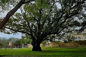 Freedom Tree Park image