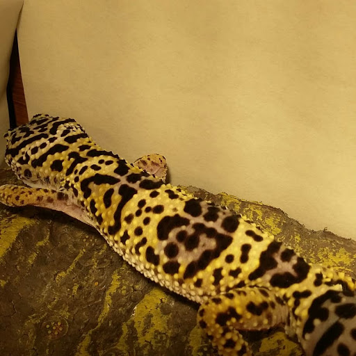 Pet Supply Store «Petco Animal Supplies», reviews and photos, 810 Kingwood Dr, Kingwood, TX 77339, USA