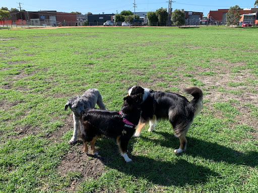 Dog Park