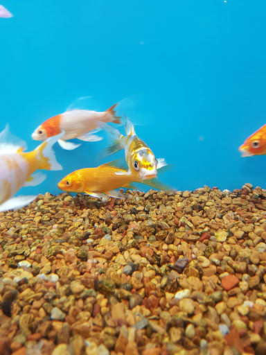 Pet Supply Store «PetSmart», reviews and photos, 12971 Fair Lakes Pkwy, Fairfax, VA 22033, USA