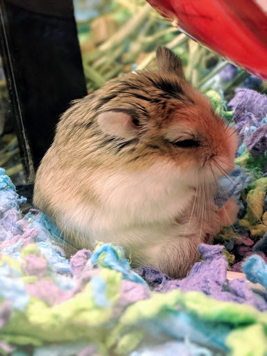 Pet Supply Store «PetSmart», reviews and photos, 12971 Fair Lakes Pkwy, Fairfax, VA 22033, USA