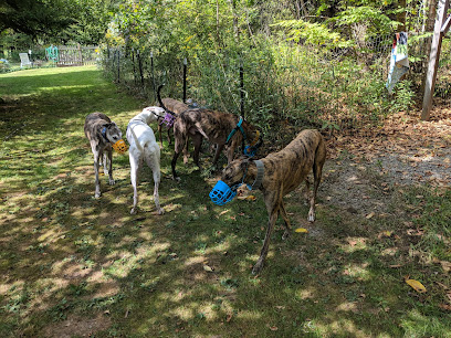 Northern Greyhound Adoption