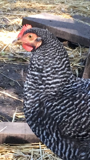 Produce Market «Highland Orchards Farm Market», reviews and photos, 1431 Foulk Rd, Wilmington, DE 19803, USA