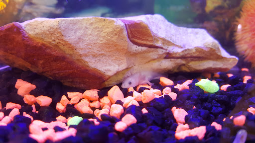 Pet Groomer «Edgewood Pet Center», reviews and photos, 3236 State Rd, Ashtabula, OH 44004, USA