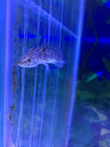 Aquarium «Sea Oddities», reviews and photos, 128 Broad St, Kingsport, TN 37660, USA