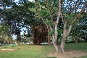 Babe Ruth Banyan Tree image