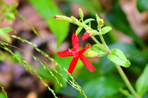 Shopping Mall «Northgate Mall Tullahoma», reviews and photos, 1600 N Jackson St, Tullahoma, TN 37388, USA