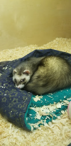 Pet Store «Wildside Pets», reviews and photos, 1042 N Higley Rd #105, Mesa, AZ 85205, USA