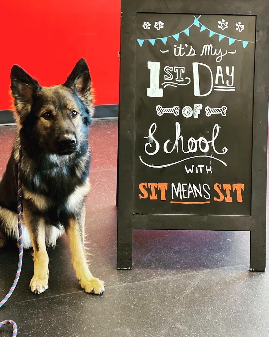 Sit Means Sit Dog Training Ocean County