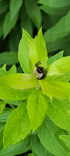 Nature Preserve «The Nature Trail and Cranberry Bog», reviews and photos, 252 Patriot Pl, Foxborough, MA 02035, USA