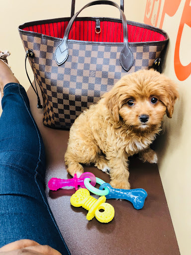 Pet Store «Petland Pembroke Pines», reviews and photos, 356 N University Dr, Pembroke Pines, FL 33024, USA