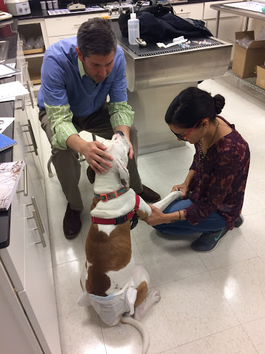 Old Towne Veterinary Clinic image