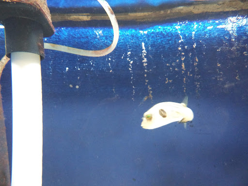 Pet Supply Store «Pet Station Jackson», reviews and photos, 1617 E Michigan Ave, Jackson, MI 49202, USA